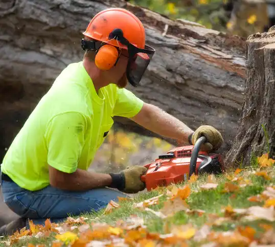 tree services Winthrop